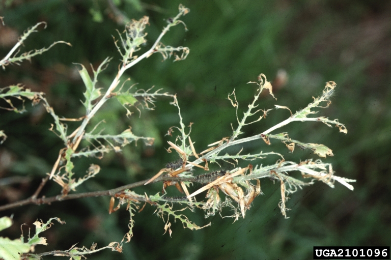 oak-branch with leaves eaten by caterpillars